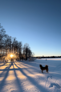 Koira talvisissa maisemissa
