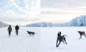 Koirat juoksemassa järven jäällä